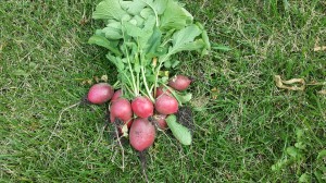 Radishes