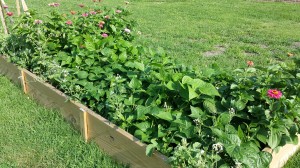 Community Garden Green Beans-Flowers-2014