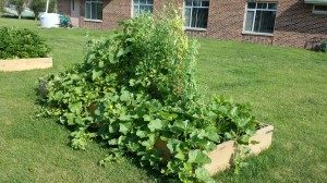 Community Garden Peas Cucumbers-2014