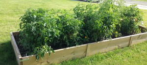 Garden 0614 Tomatoes